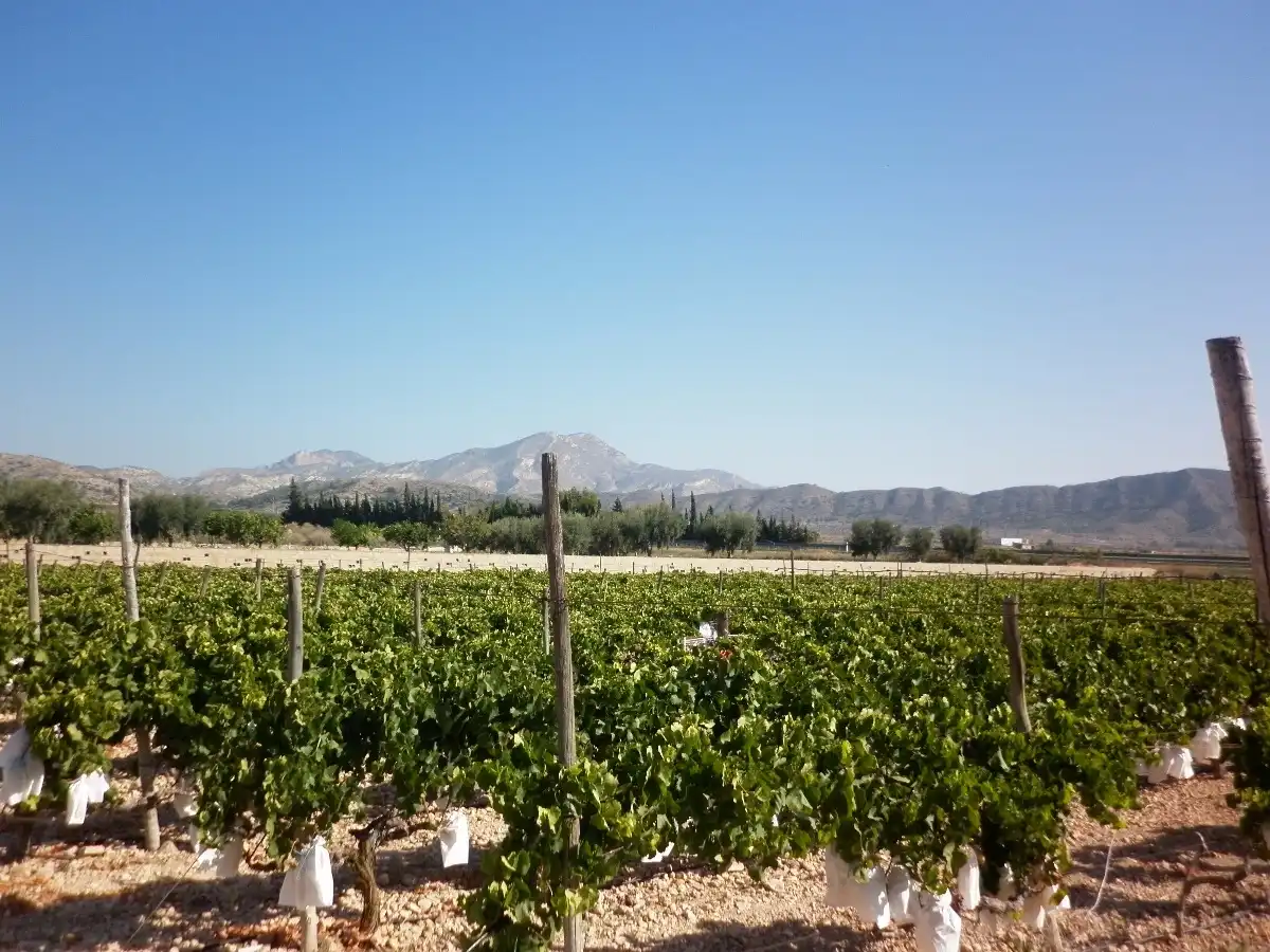 Rural land for sale in Novelda, imagen 7