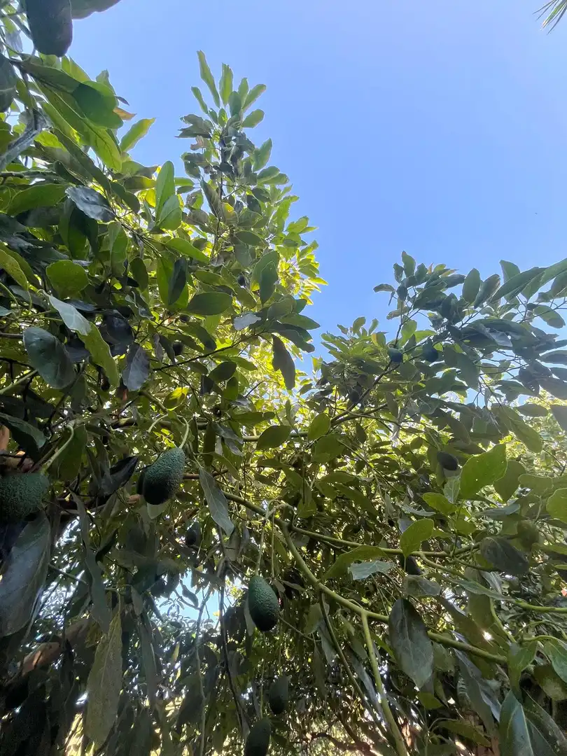 Finca rústica en venta en Altos de Estepona