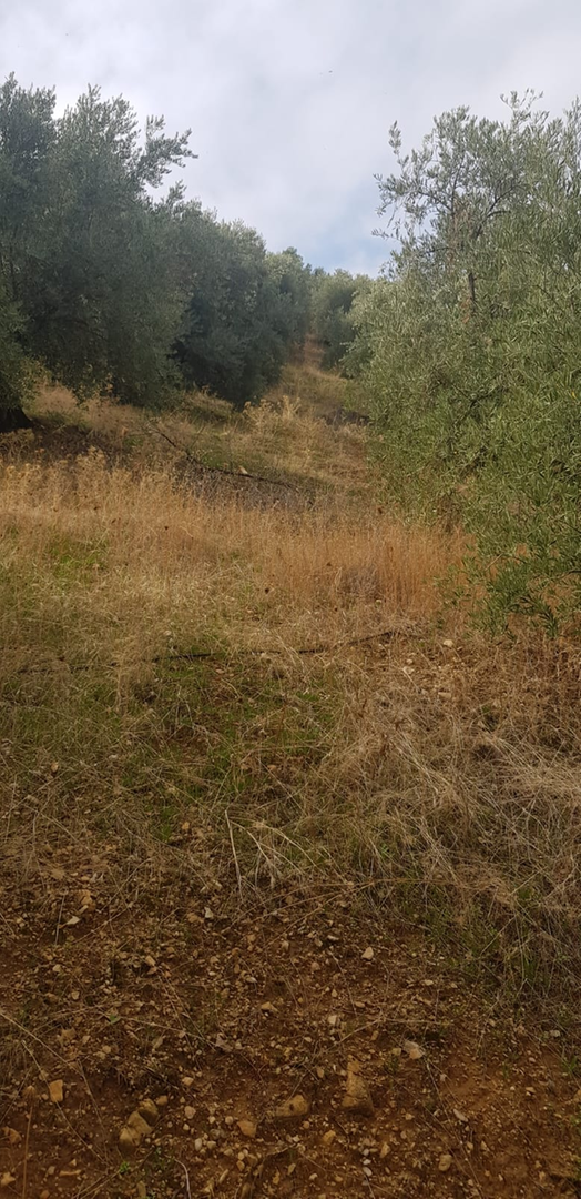 Residential for sale in Villacarrillo