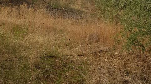 Photo 2 of Residential for sale in Villacarrillo, Jaén