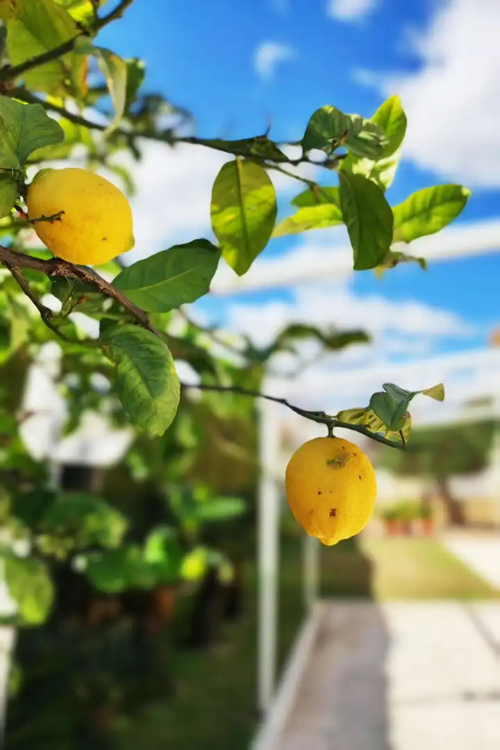 Jardín de Casa o chalet en venta en Canet d'En Berenguer con Calefacción, Jardín privado y Terraza