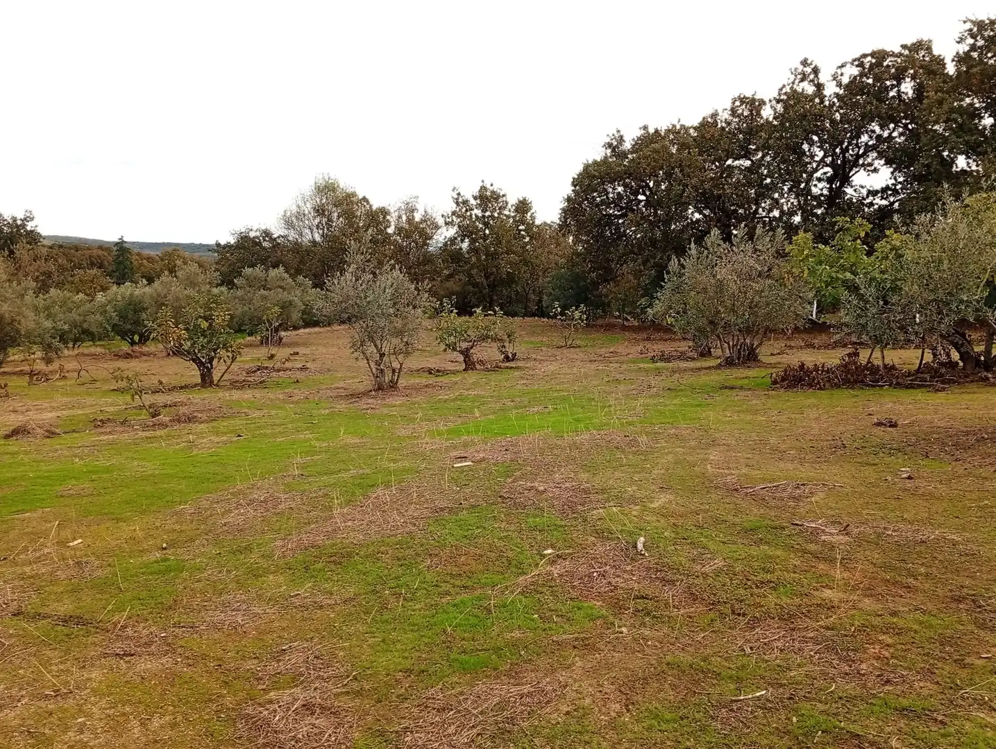 Terreni e lotti in vendita a Villanueva de la Vera, imagen 7