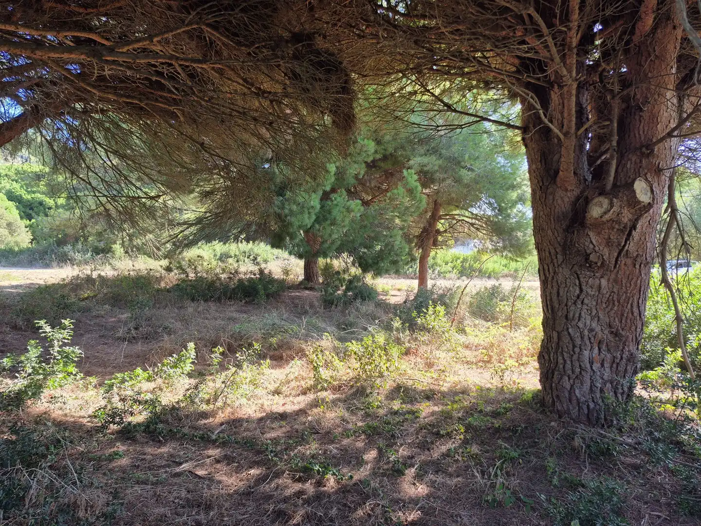 Terreno rustico in vendita a Los Caños de Meca, imagen 5