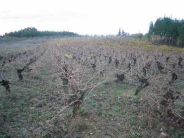 Terreno rustico in vendita a Cabañas Raras
