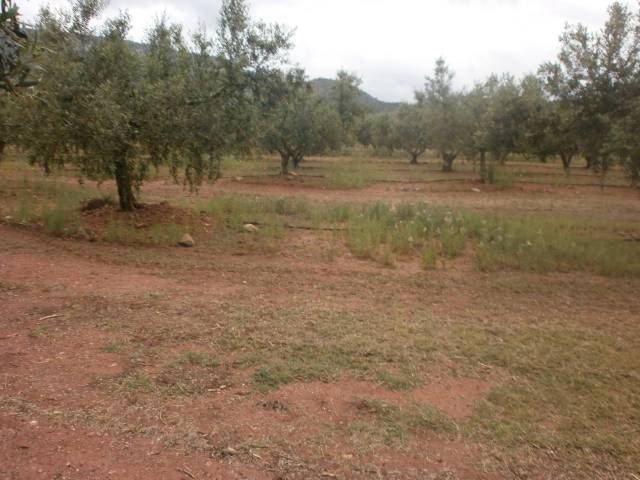 Terreno en Venta en Avinguda de Reus en Poble