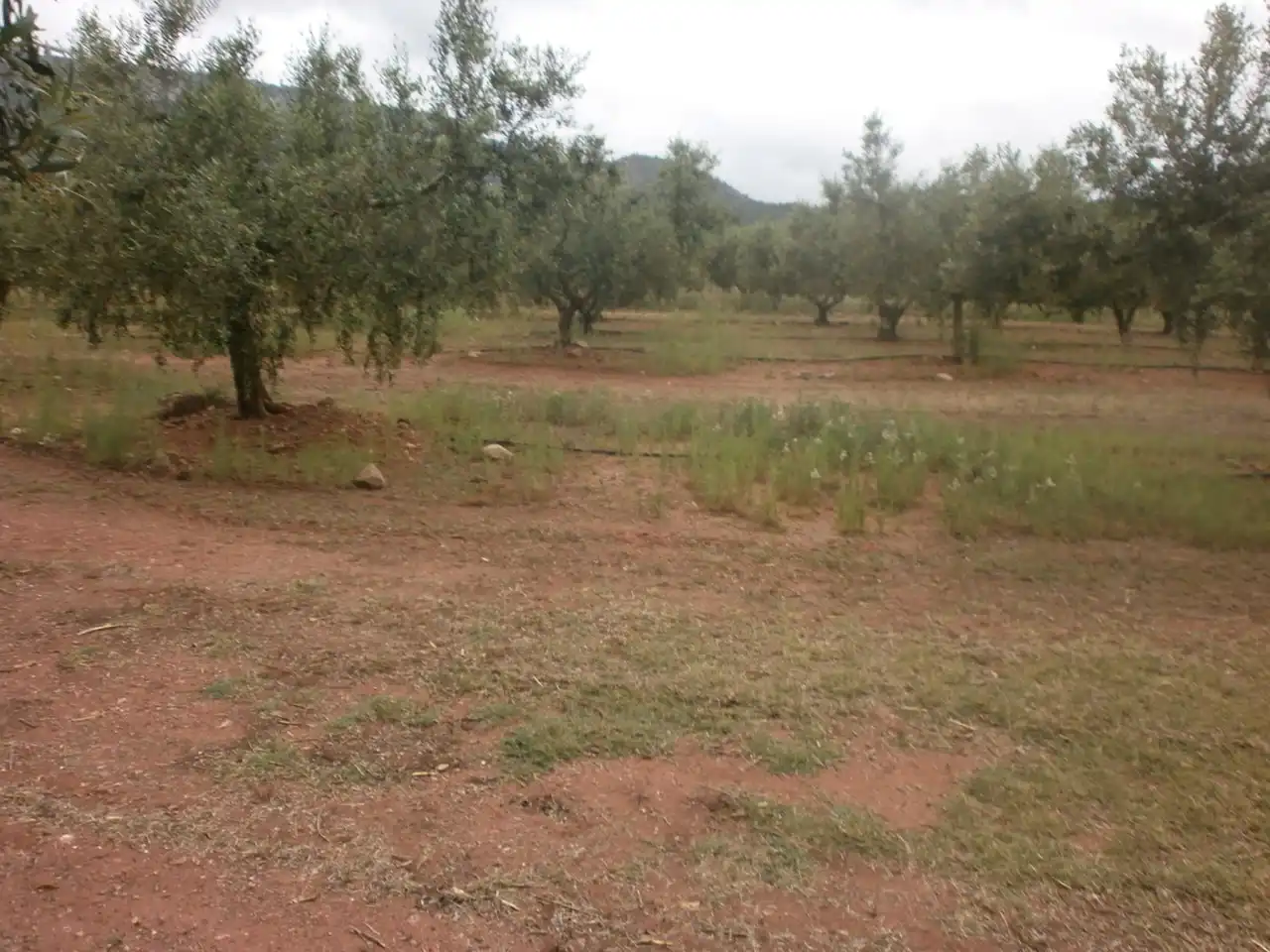 Terreny rústic en venda a Avinguda de Reus