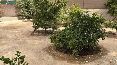 Foto 5 de Finca rústica en venda a Partida del Boch, 69, Crevillent, Alicante