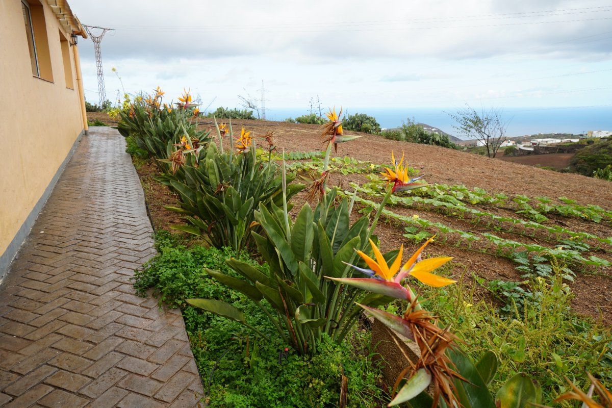 Jardí de Finca rústica de lloguer en Santa María de Guía de Gran Canaria
