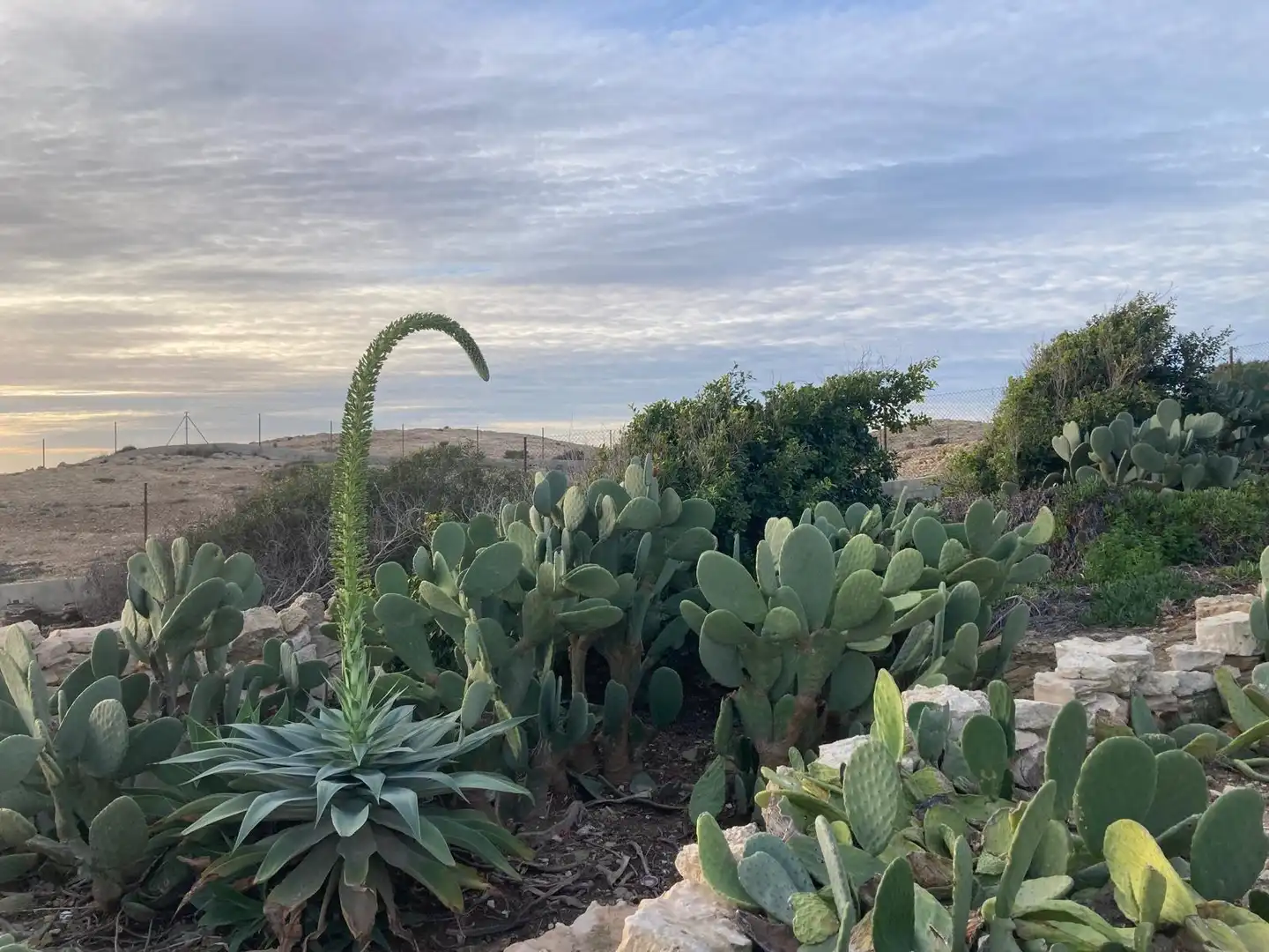 Jardí de Casa o xalet en venda en Alicante / Alacant amb Jardí privat i Terrassa