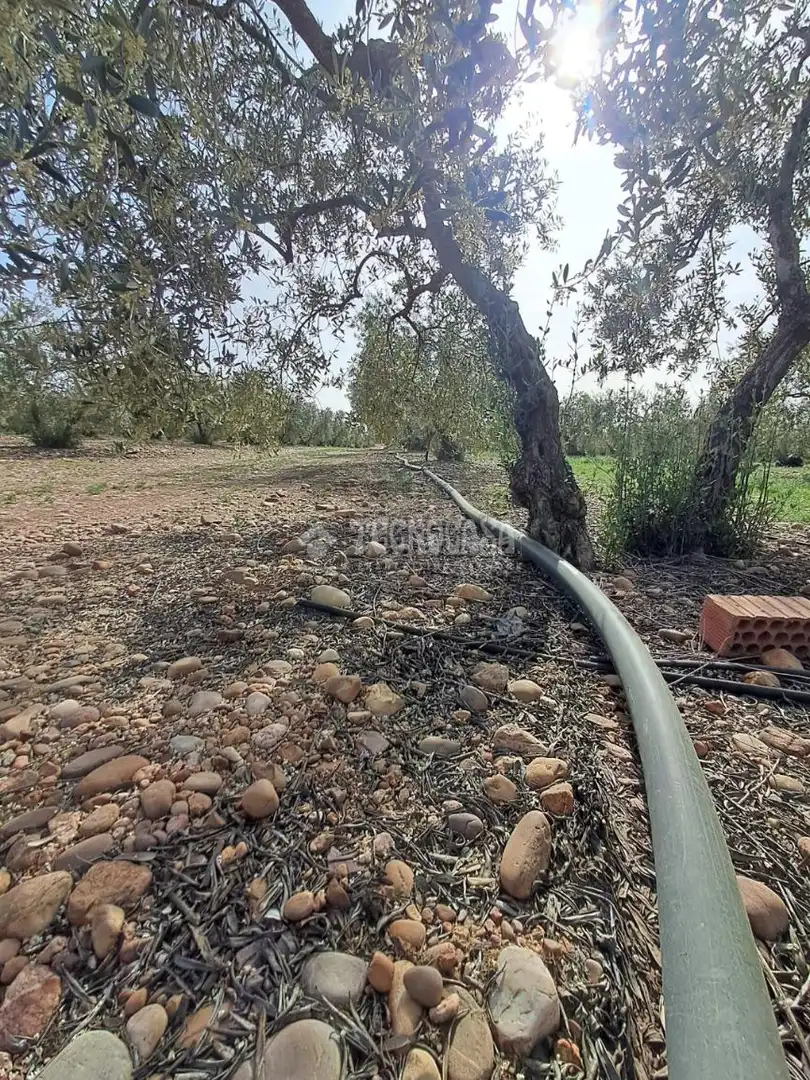 Terreno rustico in vendita a Carmona, imagen 10