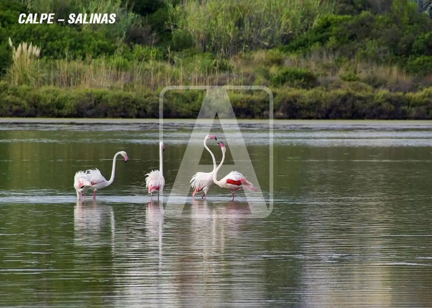 Chalet con piscina en venta en Cometa, imagen 14