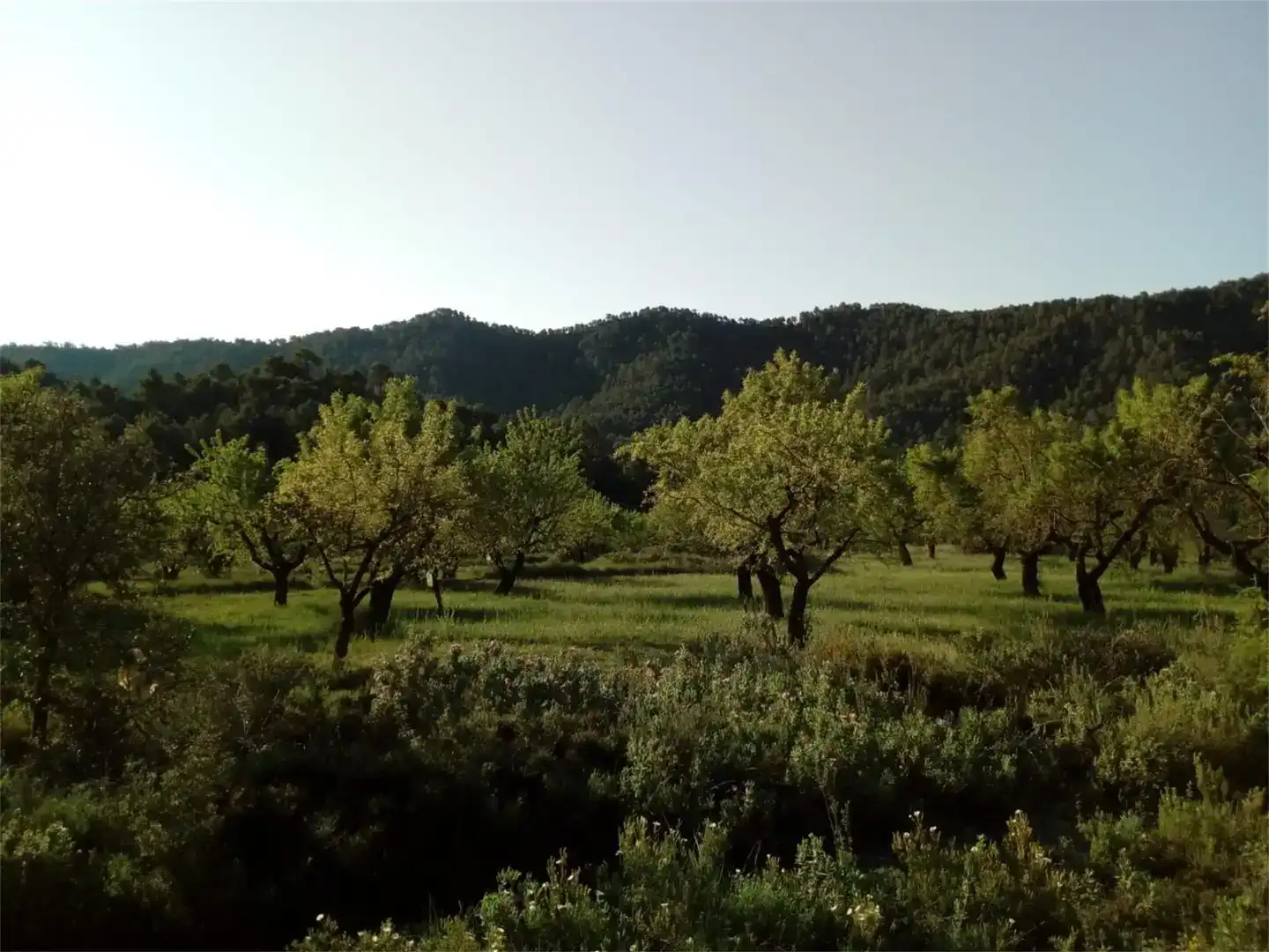 Finca rústica en venda en Fuentespalda