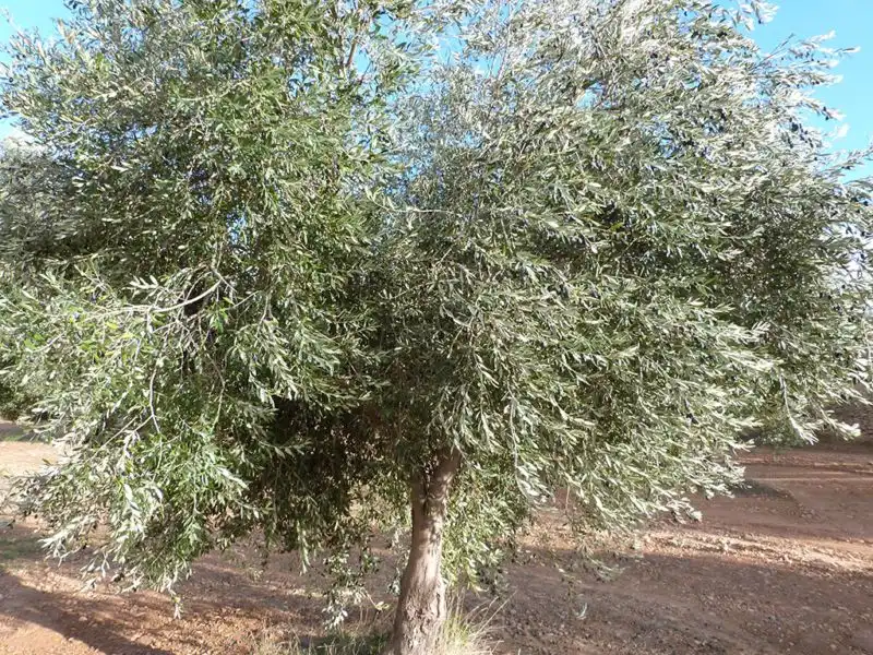 Jardín de Finca rústica en venta en Valjunquera