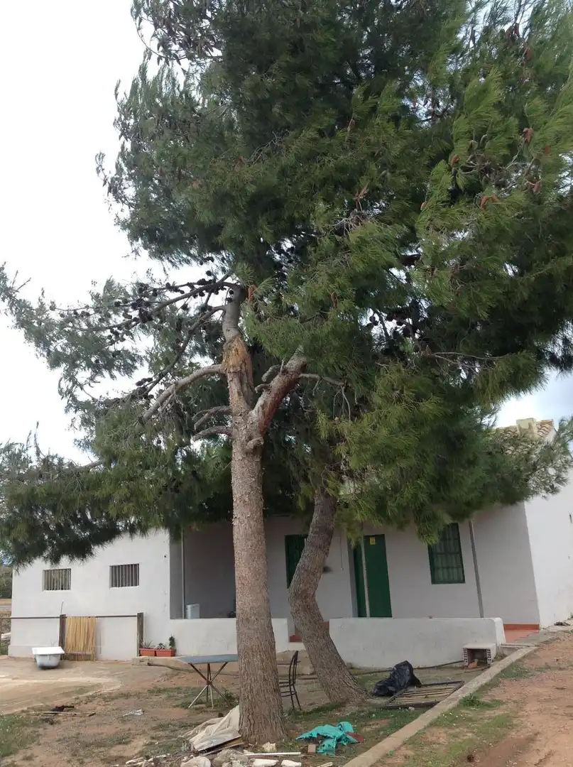 Jardín de Casa o chalet en venta en Moncada
