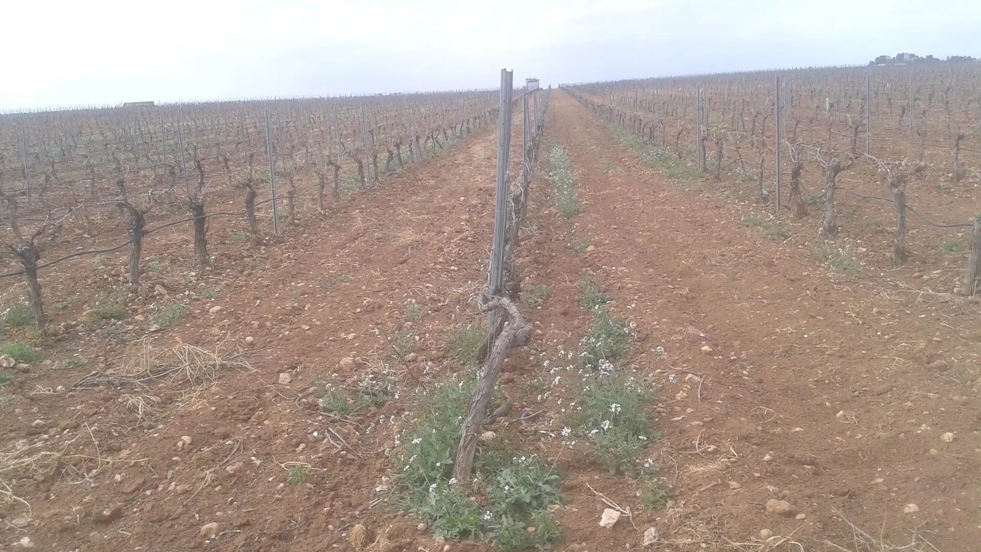 Terrenys i solars en venda a Las Mesas, imagen 9