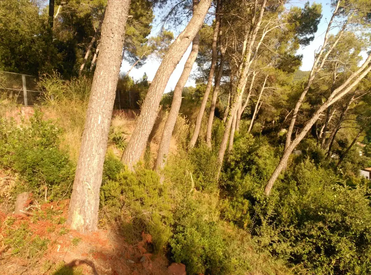 Terreni e lotti in vendita a Corbera de Llobregat, imagen 40