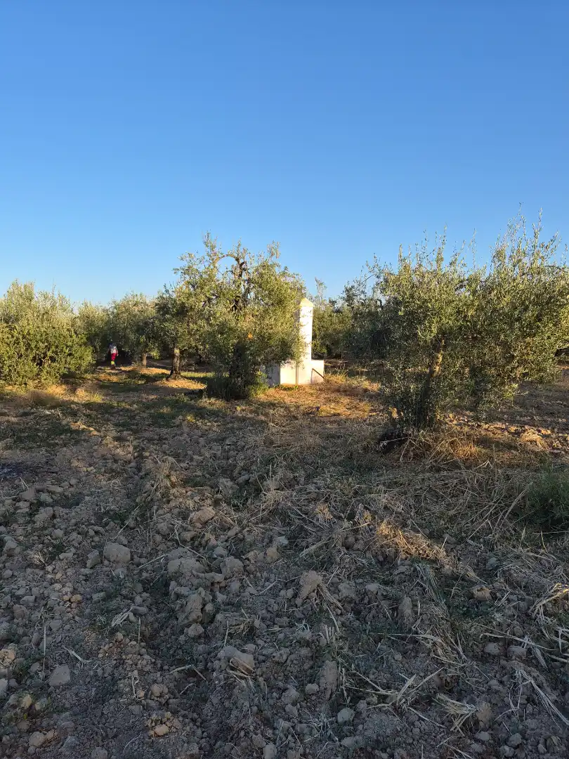 Rustikales Grundstück zum Verkauf in Espartinas Pueblo, imagen 4