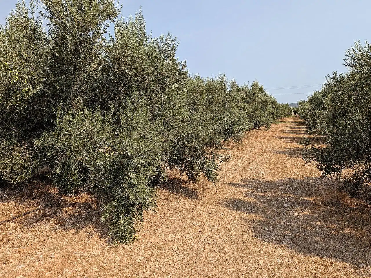 Finca rústica en venda en Vinaròs amb Terrassa i Piscina
