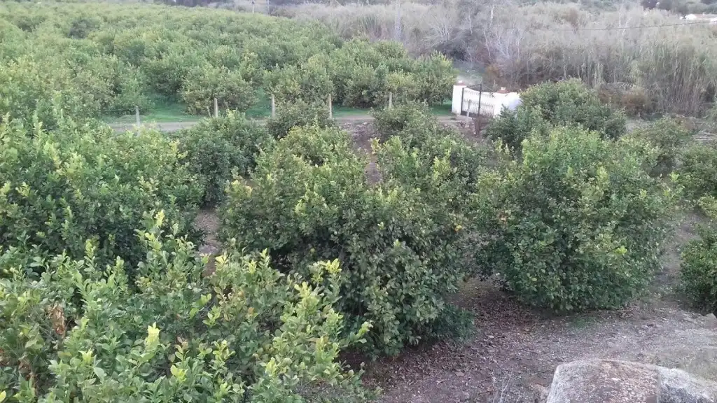 Villa à vendre à Gibralgalía, imagen 11