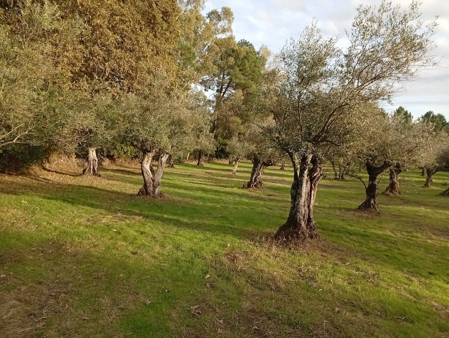 Terreni e lotti in vendita a Villanueva de la Vera, imagen 5