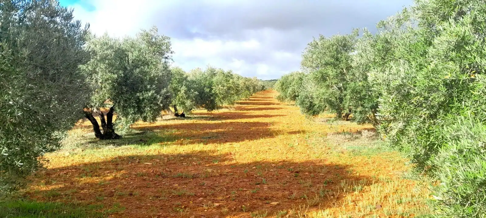 Rural land for sale in Valdepeñas, imagen 4