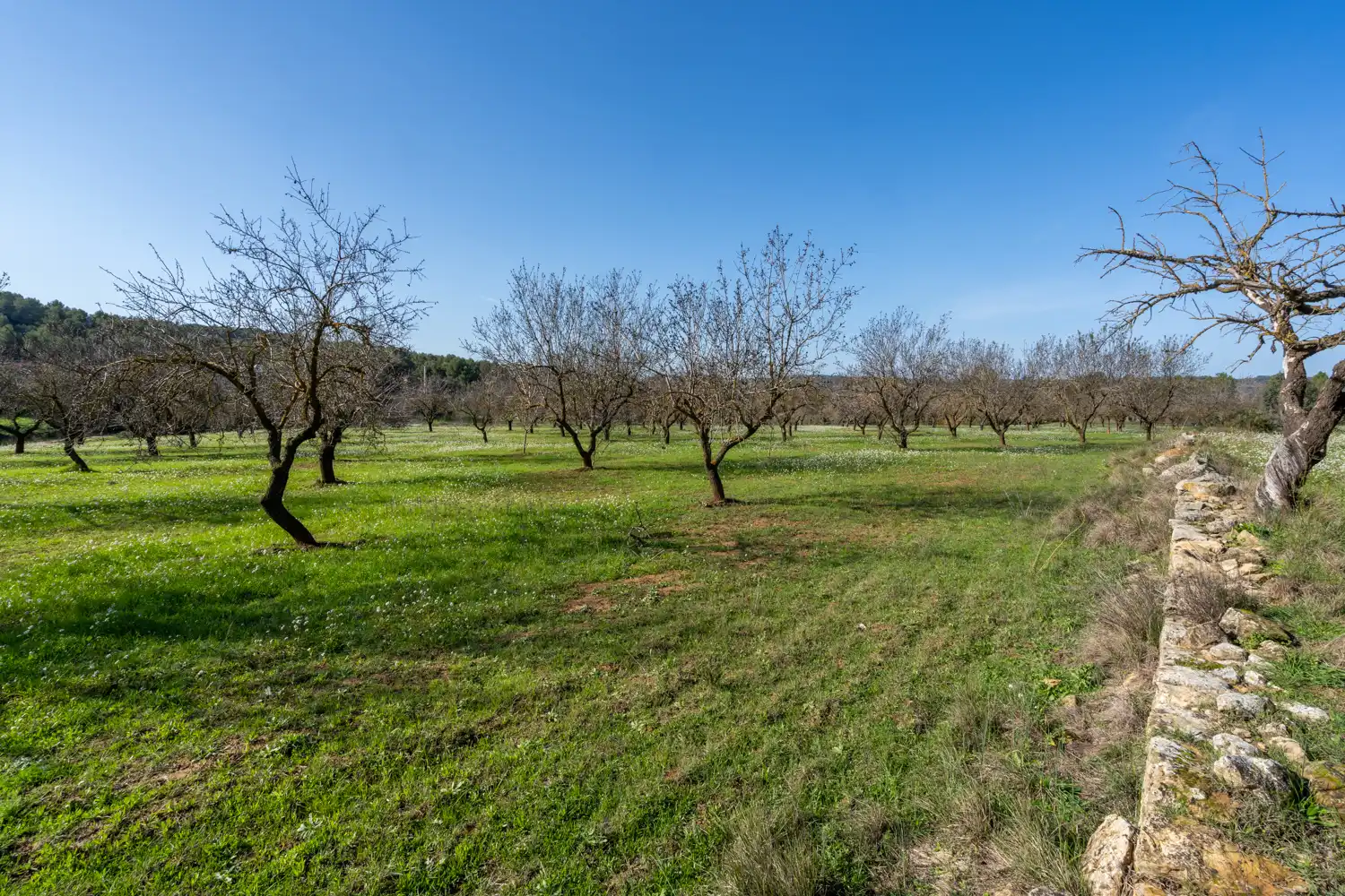 Rural land for sale in Horta de Sant Joan, imagen 4