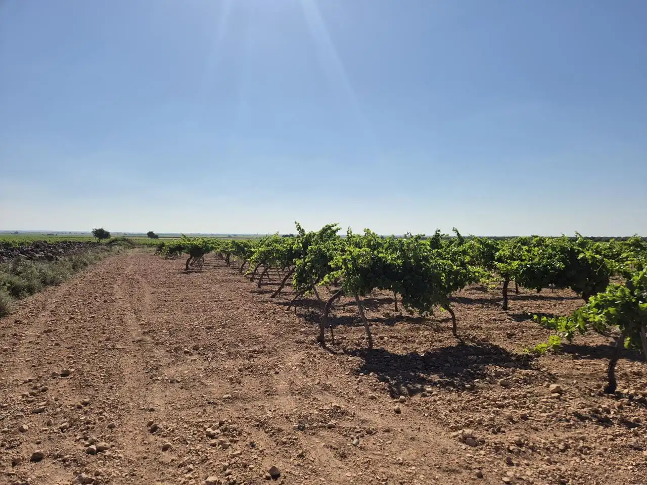 Terreno rustico in vendita a Las Colinas, imagen 36