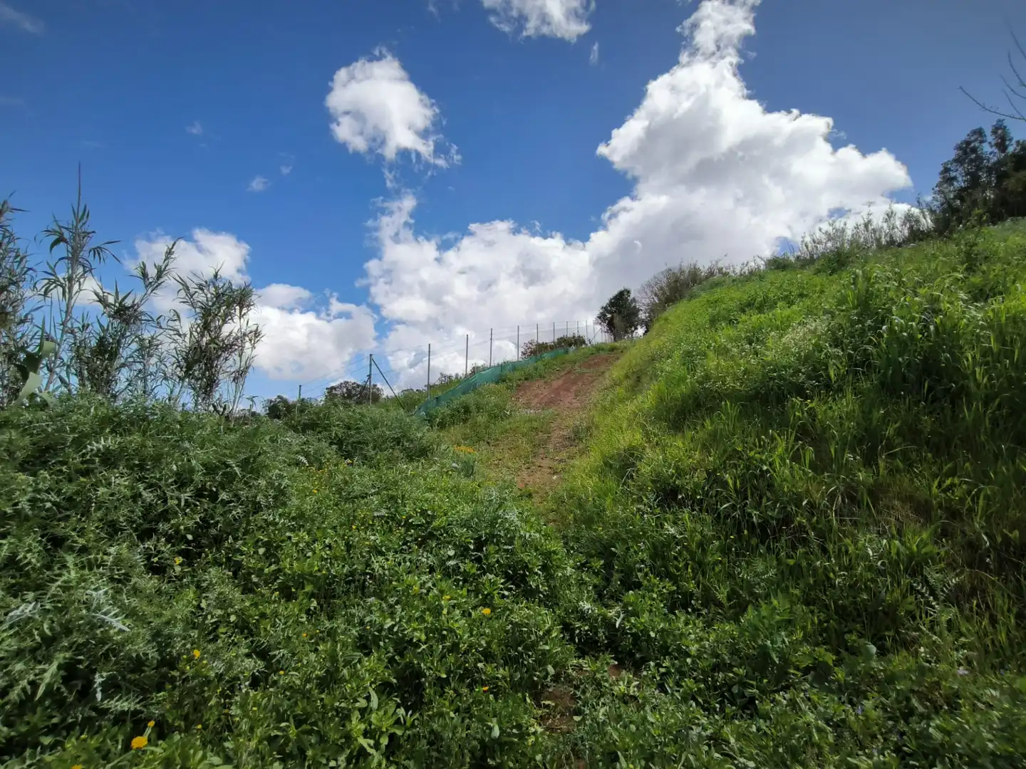 Finca rústica en venta en Moya (Las Palmas)