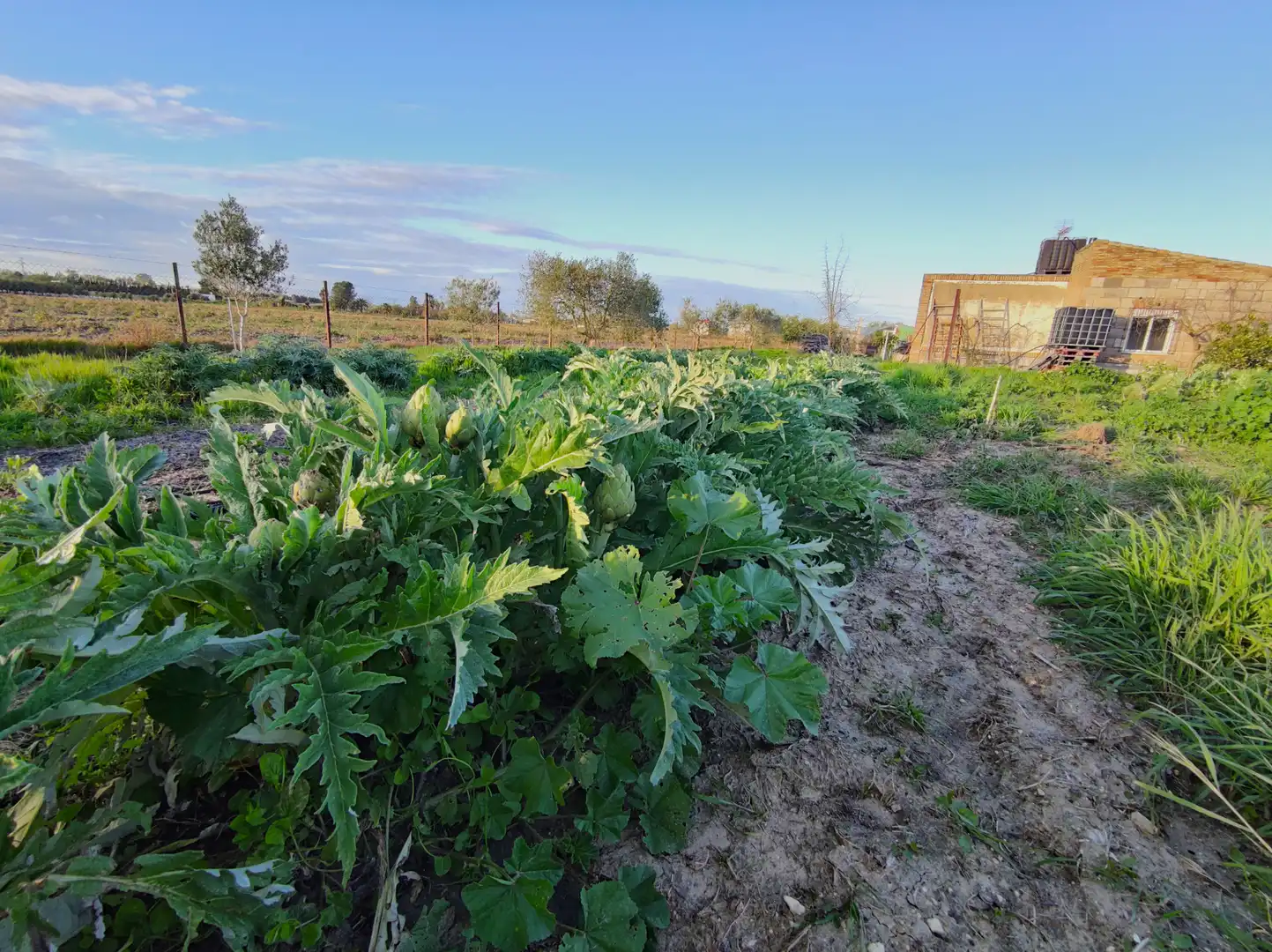 Lands and plots for sale in Lebrija, imagen 18