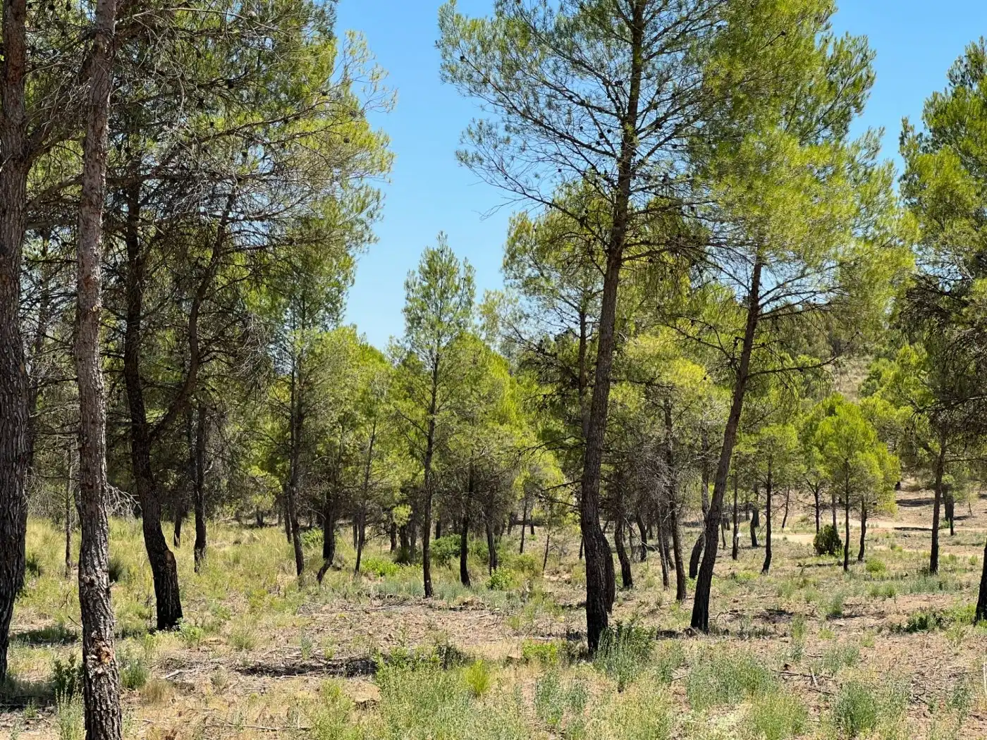 Terreno en venta en Férez
