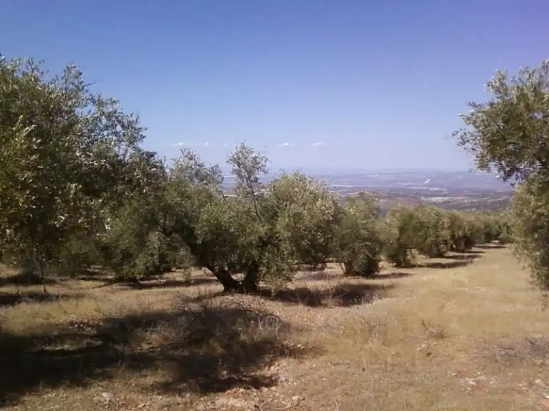Terreni e lotti in vendita a Torres, imagen 3