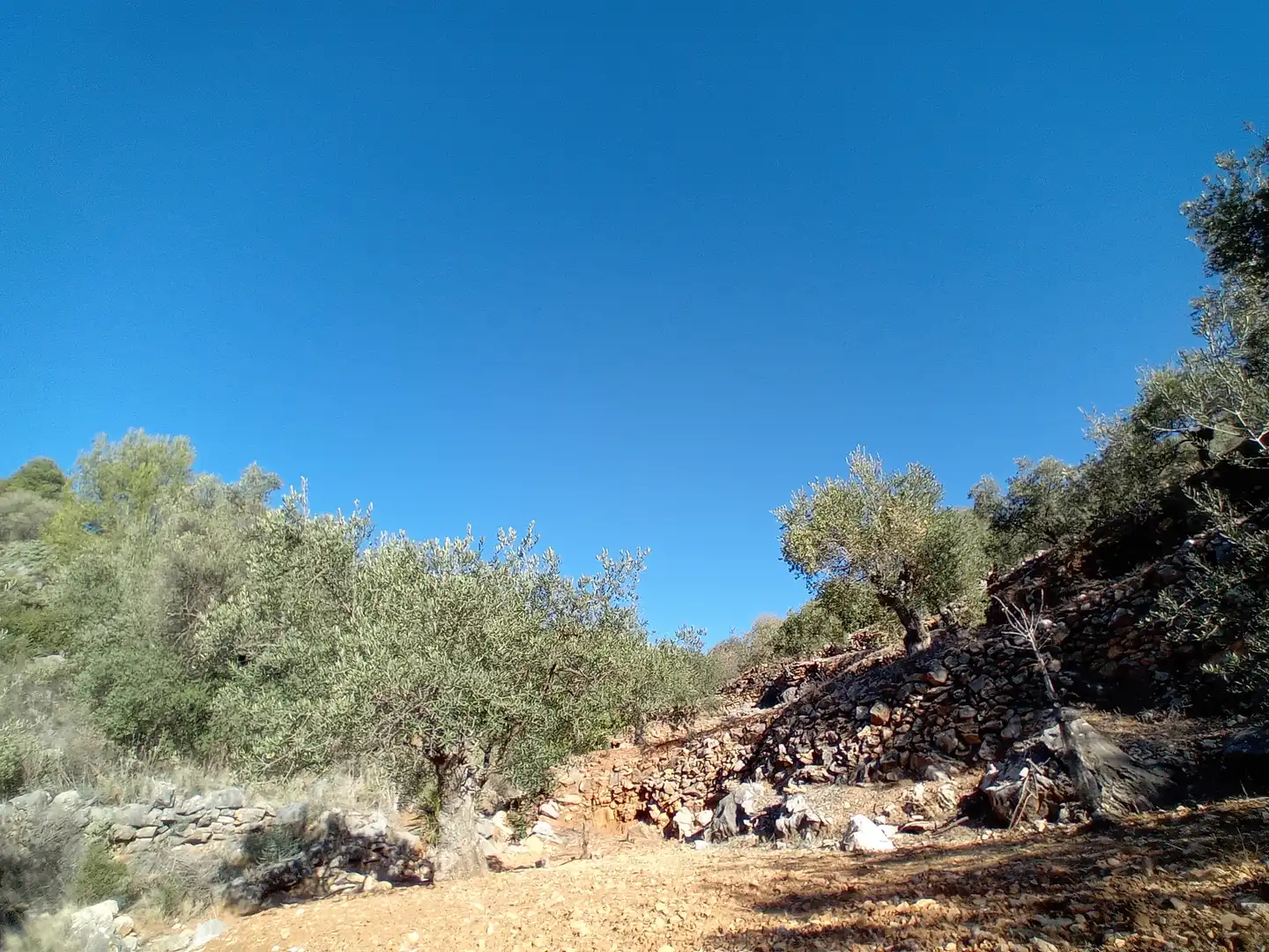 Rural land for sale in Yunquera, imagen 10