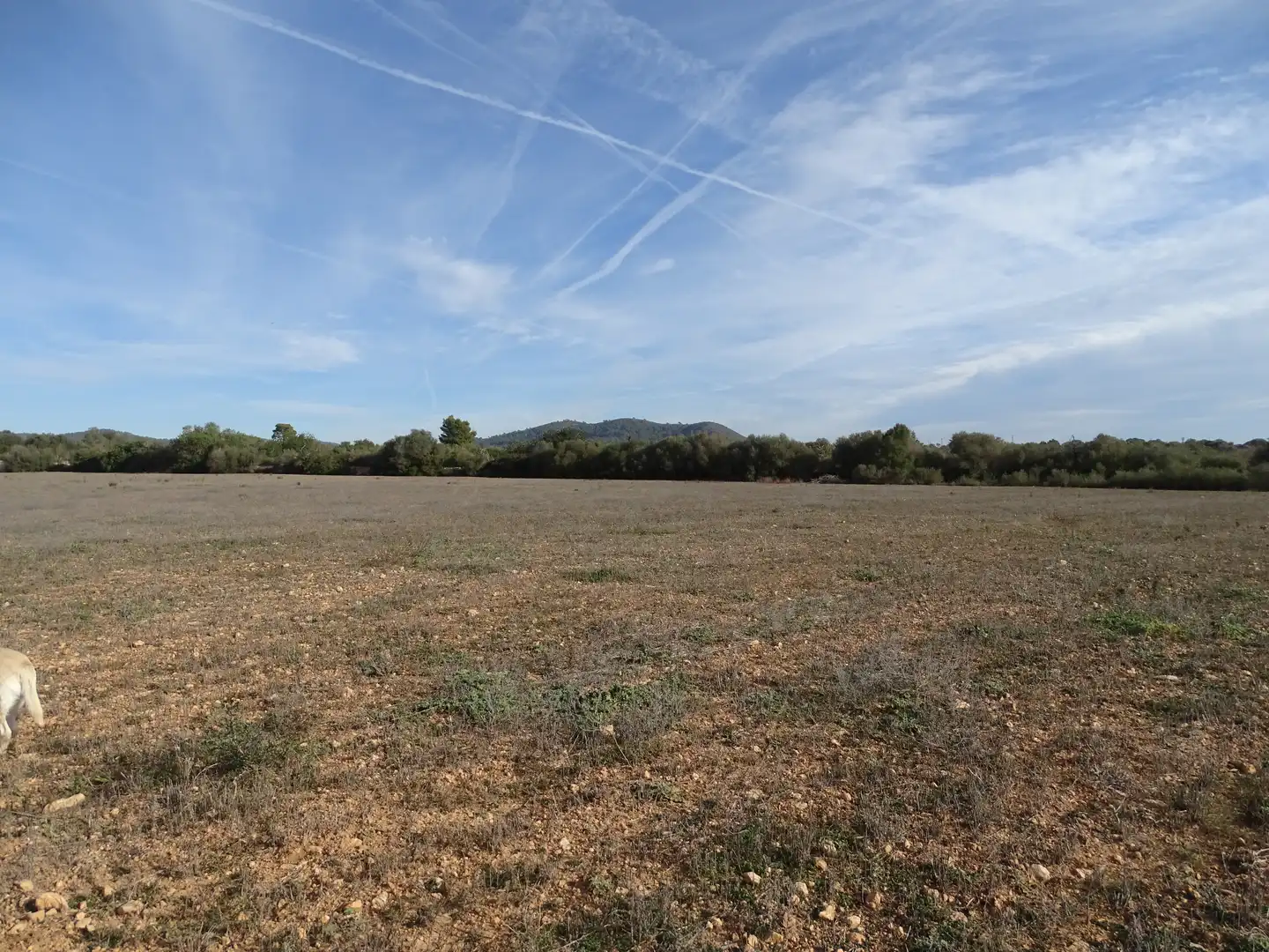 Terreno rustico in vendita a Llucmajor pueblo, imagen 13