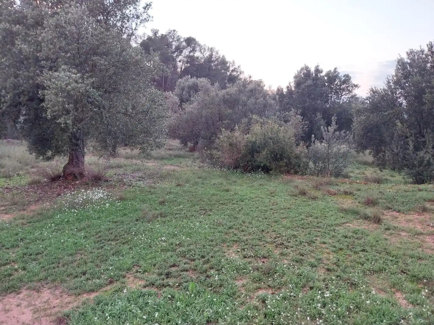 Terrain rustique à vendre à Vinebre, imagen 11