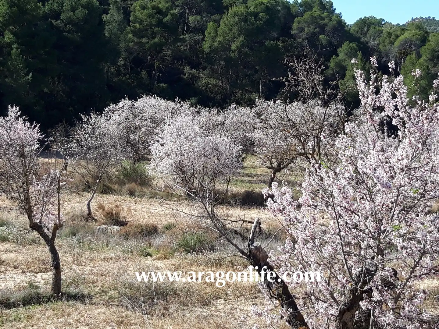 Terreni e lotti in vendita a Maella, imagen 45