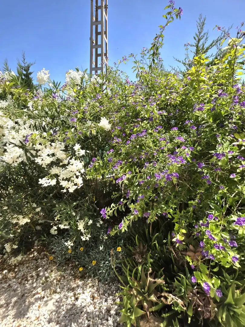 Jardí de Casa o xalet en venda en Torrevieja amb Aire condicionat, Jardí privat i Terrassa