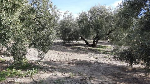 Finca de olivar en zona los Santos. Cuenta con una superficie de 9 aranzadas. Olivos hojiblancos tradicionales de 3 y 4 patas. Muy