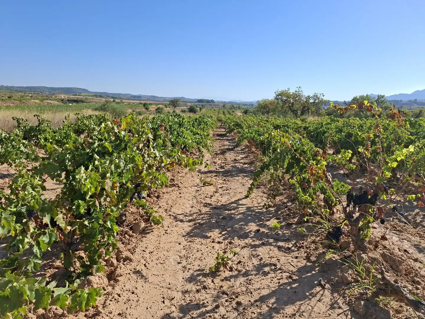 Terreno rustico in vendita a Avinguda d'Aragó 37, imagen 10