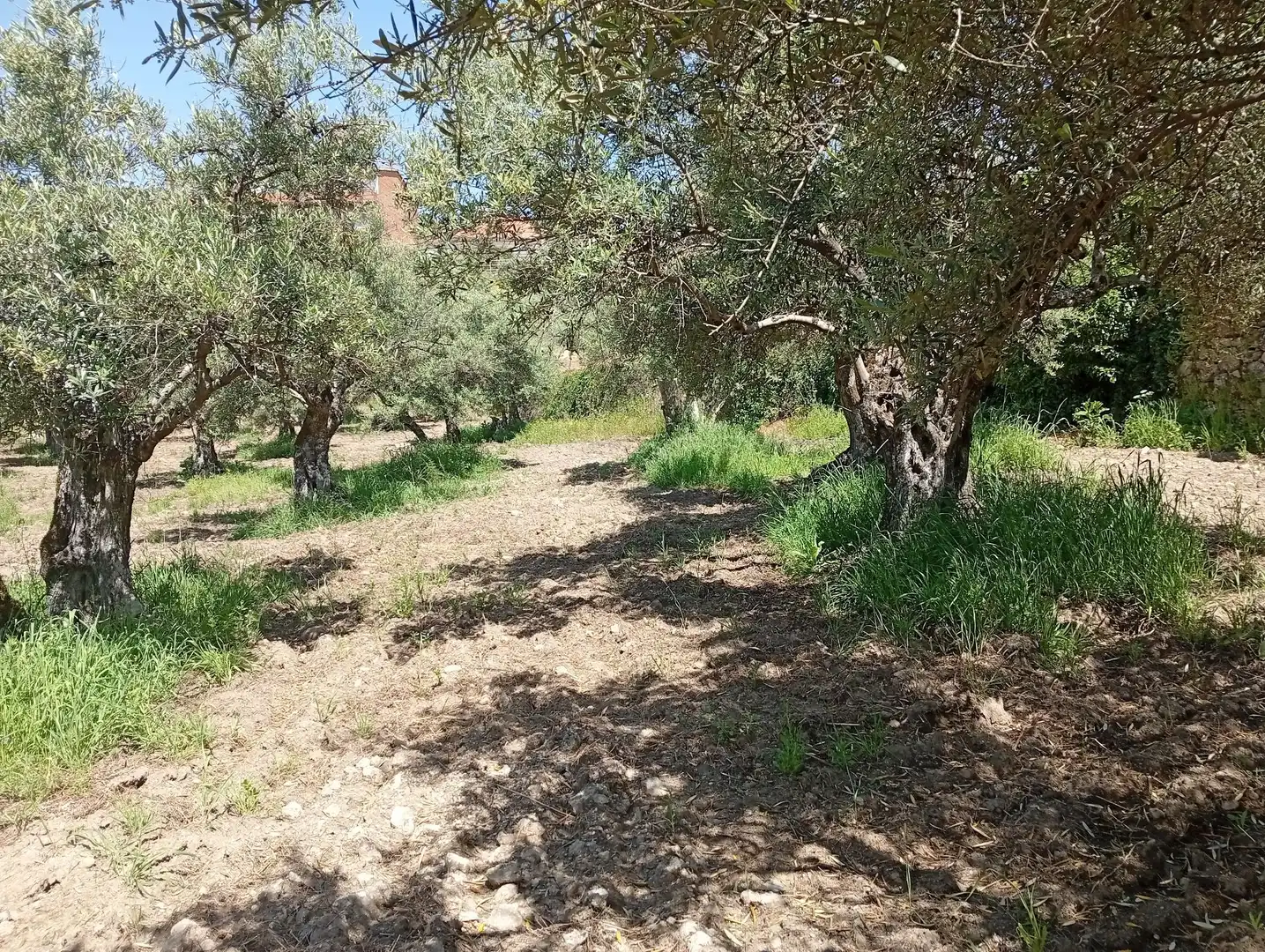 Terreni e lotti in vendita a Villanueva de la Vera, imagen 55
