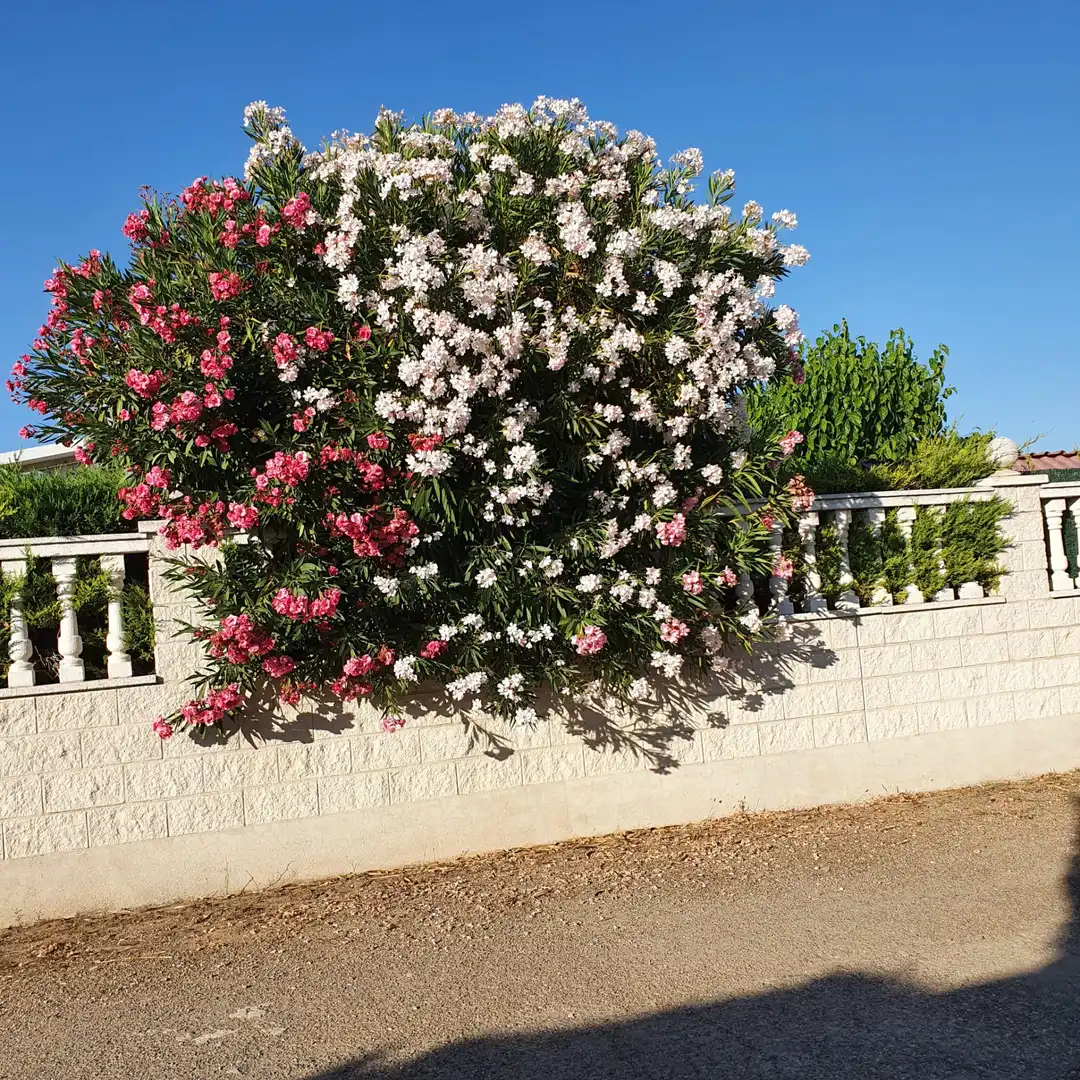 Jardín de Casa o chalet en venta en Cubillas de Santa Marta con Calefacción, Jardín privado y Parquet