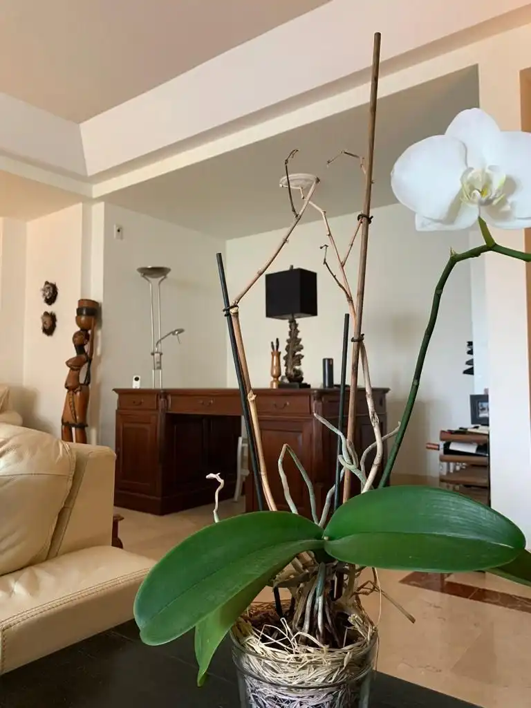 Sala de estar de Apartamento en venta en Sotogrande con Aire acondicionado, Calefacción y Jardín privado