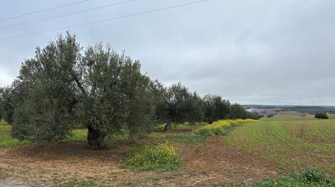 Imatge 2 de l'anunci
