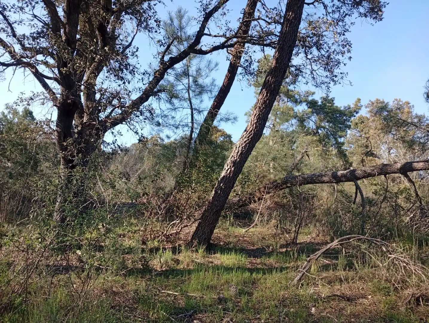 Terreni e lotti in vendita a Villanueva de la Vera, imagen 72