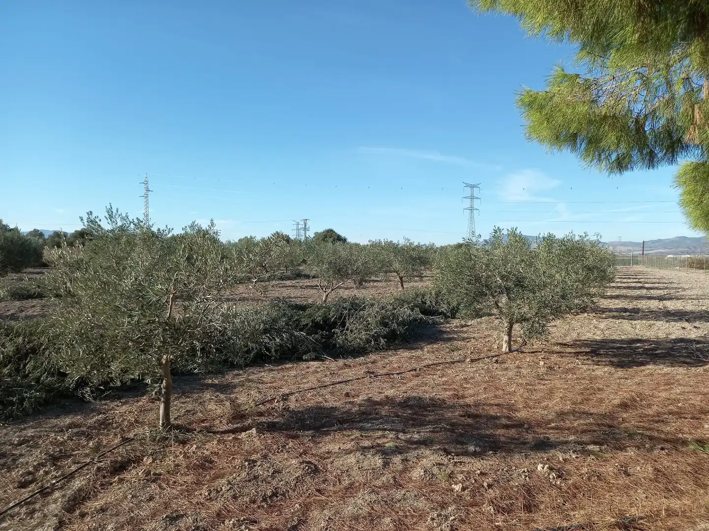 Country homes for sale in Torre-Pacheco  with Private garden, Terrace and Storage room