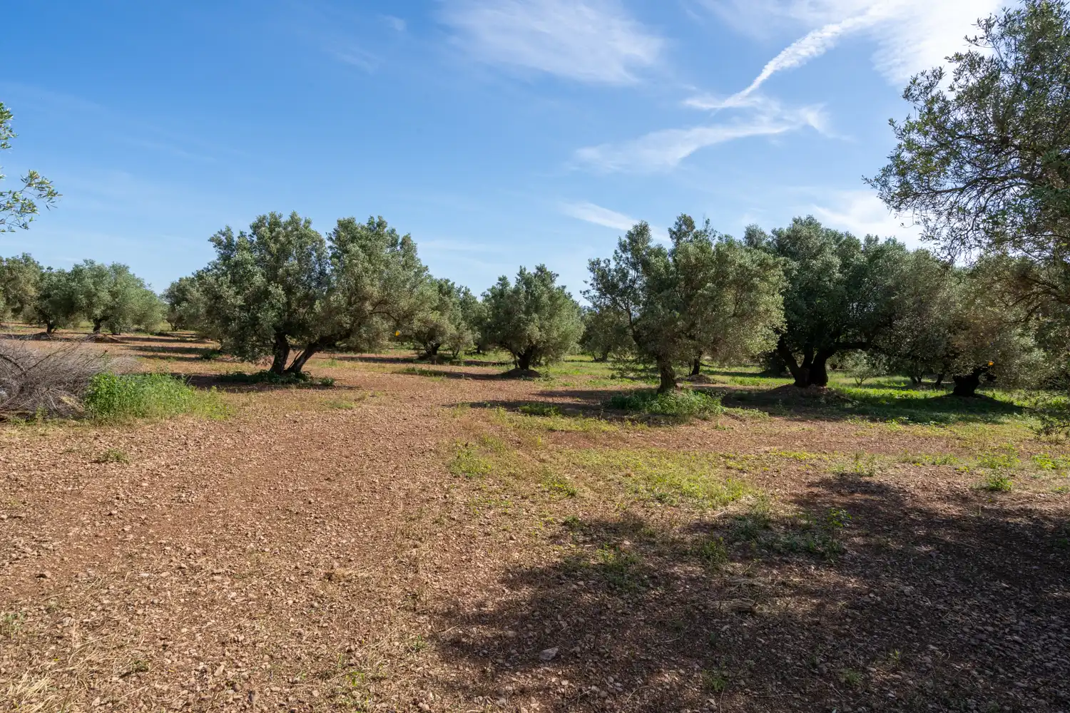 Terreno rustico in vendita a Camí de Terrapico 21, imagen 14