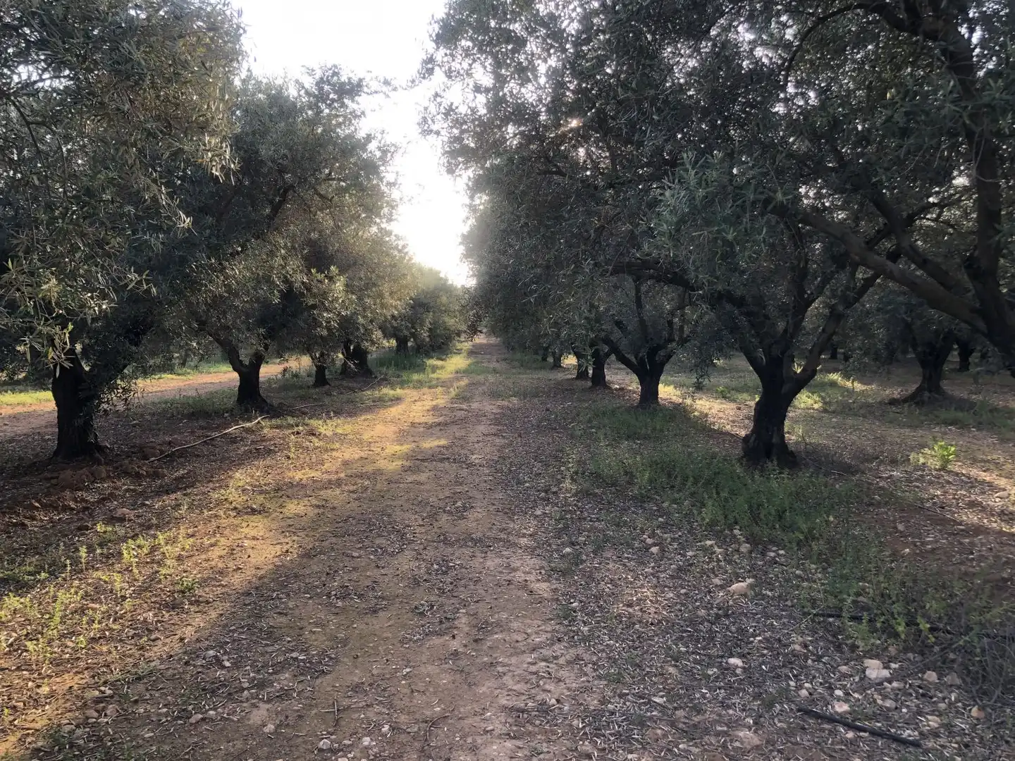 Terrenos y solares en venta en Hellín, imagen 2