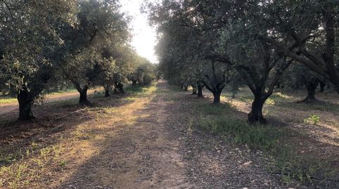 Terreno en venta en Hellín., immagine 2