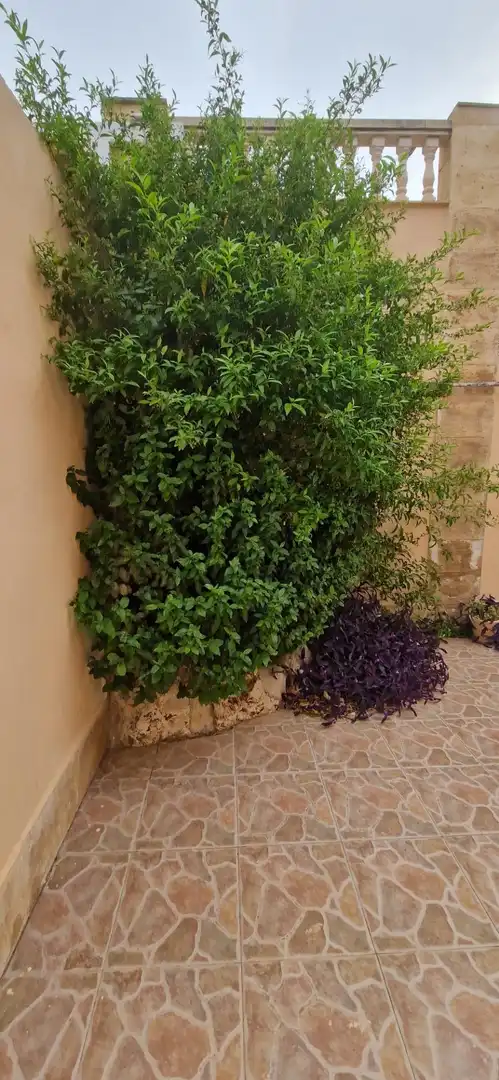 Jardí de Casa o xalet en venda en Cullera amb Aire condicionat, Calefacció i Jardí privat