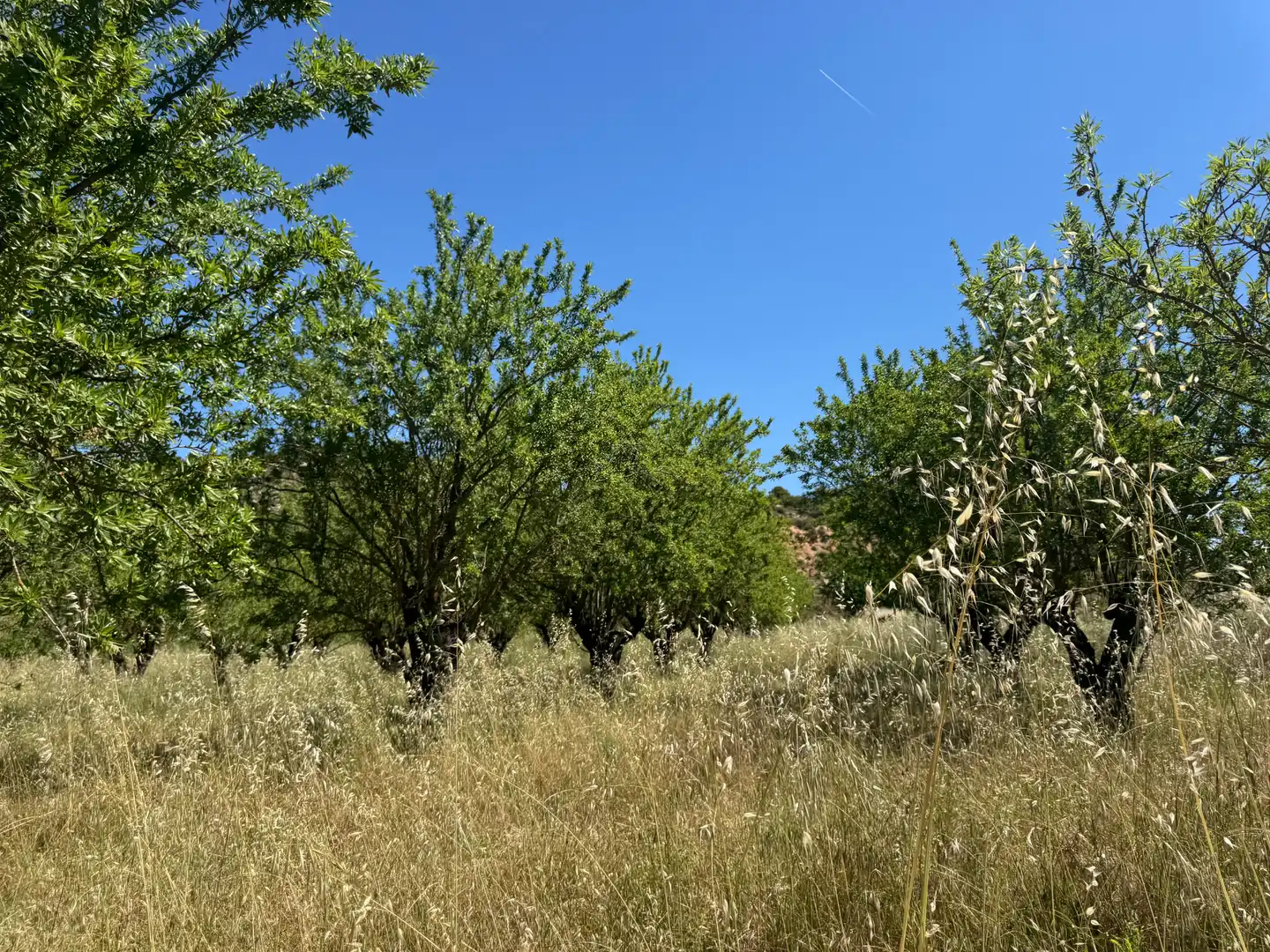 Terreno rustico in vendita a Avenida Virgen de Gracia 17B, imagen 12