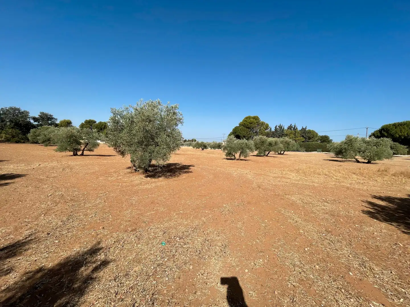 Terreni e lotti in vendita a Baeza, imagen 2